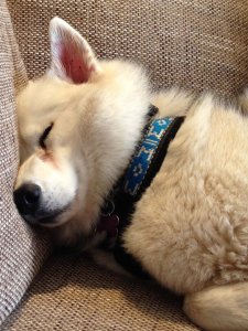 sleeping husky dog